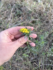 Euploca polyphylla, photograph geosesarma, CC BY, iNaturalist via GBIF