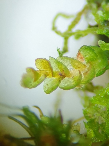 Odontoschisma denudatum