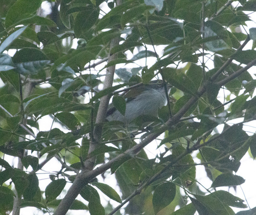 White-winged Warbler (Xenoligea montana), photo 3