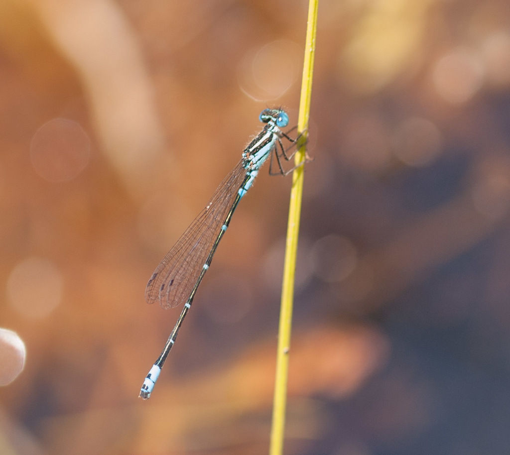 Eastern Billabongfly