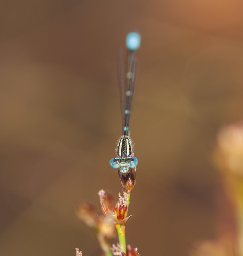Eastern Billabongfly photo 3