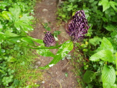 Phyteuma ovatum ovatum