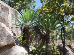 Cycas conferta