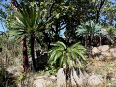 Cycas conferta