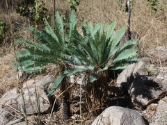 Cycas conferta