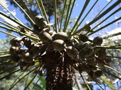 Cycas conferta