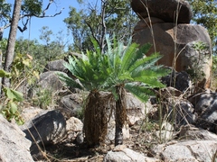 Cycas conferta