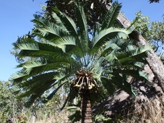 Cycas conferta
