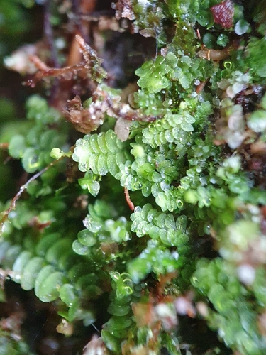 Image of Calypogeia integristipula by no rights reserved
