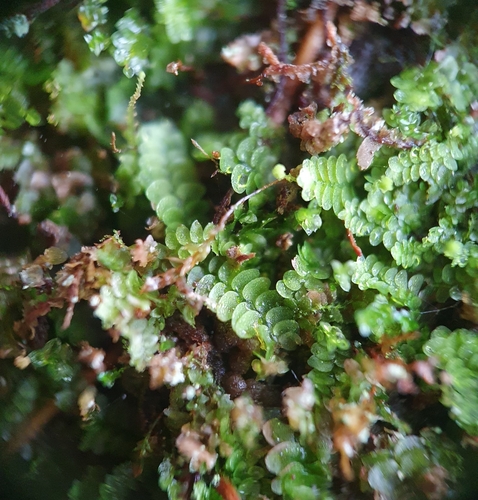 Image of Calypogeia integristipula by no rights reserved