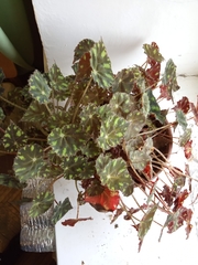 Begonia bowerae