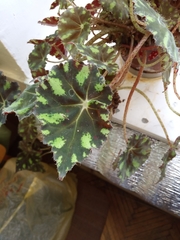 Begonia bowerae