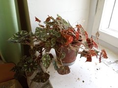 Begonia bowerae