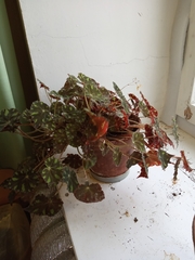 Begonia bowerae