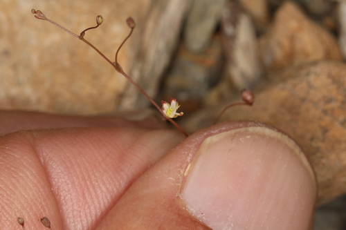 Image of Nemacladus morefieldii by (c) Steve Matson, some rights reserved (CC BY)
