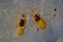 Erigonella hiemalis