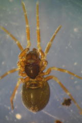 Erigonella hiemalis