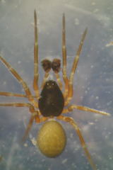 Erigonella hiemalis