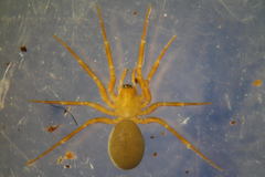 Centromerita bicolor