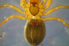 Centromerita bicolor