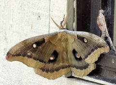 Antheraea oculea