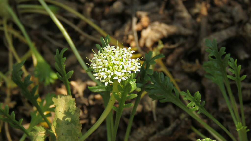 Asynthema gracile (Asynthema gracile)
