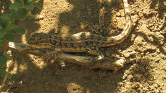 Roth’s Rock lizard