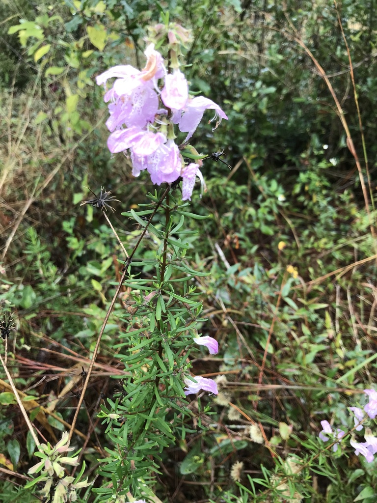 Largeflower False Rosemary from Polk County, FL, USA on December 28
