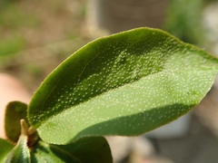 Elaeagnus multiflora