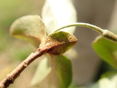 Elaeagnus multiflora