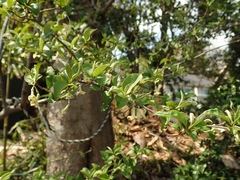 Elaeagnus multiflora