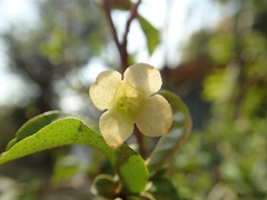 Elaeagnus multiflora
