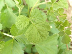 Rubus parvifolius