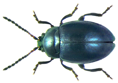 Dogs-mercury Flea Beetle