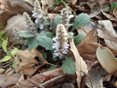Ajuga nipponensis