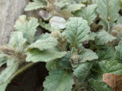 Ajuga nipponensis