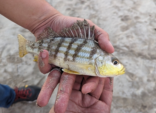 Barred grunt (Conodon nobilis) — Haemulidae — 2