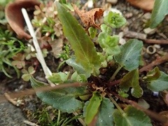 Viola inconspicua nagasakiensis