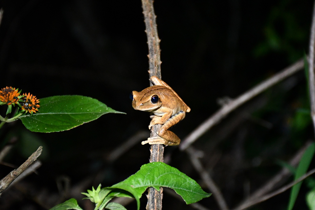 Chaco Tree Frog from Vaca Diez, Bolivia on December 29, 2023 at 10:51 ...