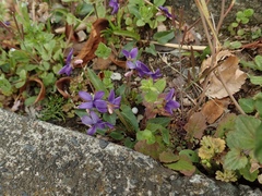 Viola inconspicua nagasakiensis