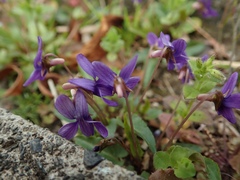Viola inconspicua nagasakiensis
