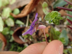 Viola inconspicua nagasakiensis