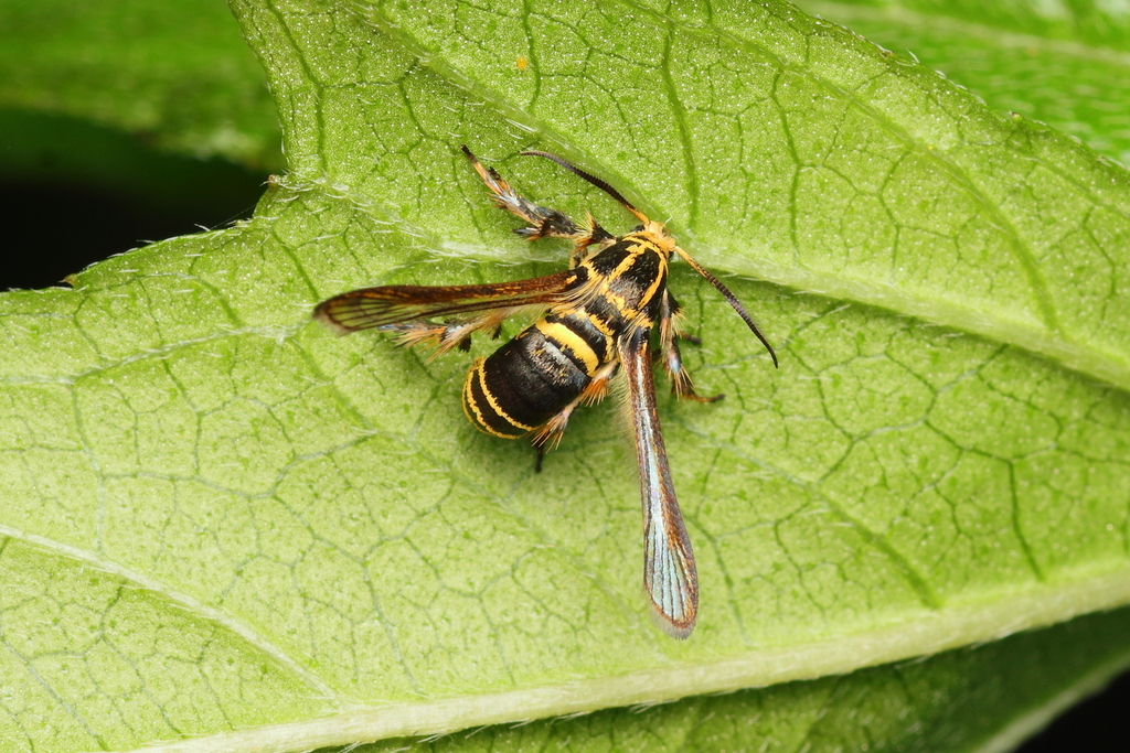 Sophona zukowskyi