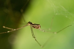 Holocnemus pluchei