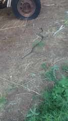 Lampropeltis splendida