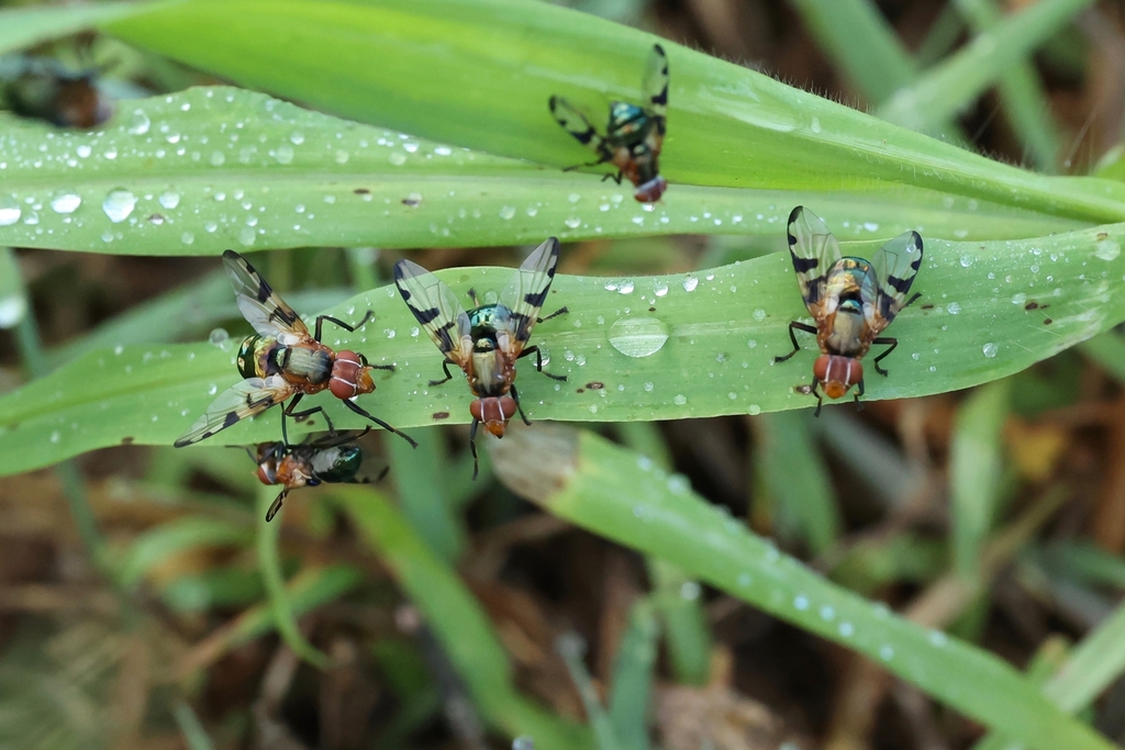 Lamprogaster poecila