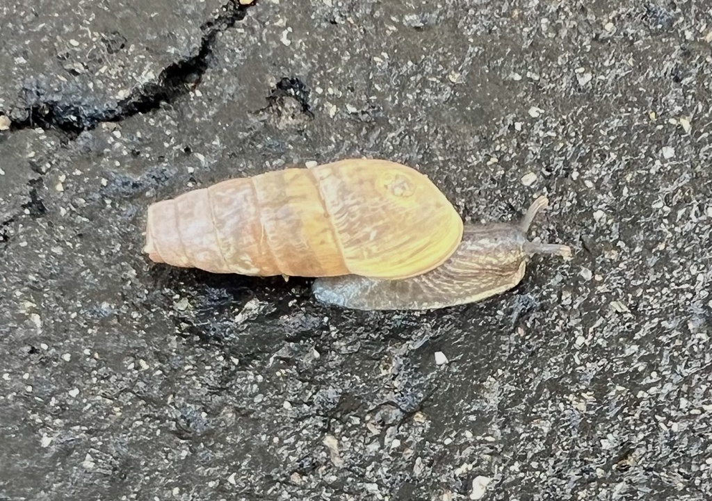 Decollate Snail from S Bradford Ave, Placentia, CA, US on December 30