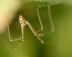 Holocnemus pluchei