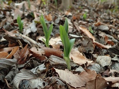 Disporum sessile