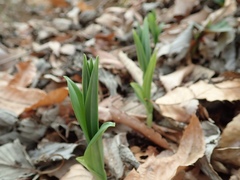 Disporum sessile